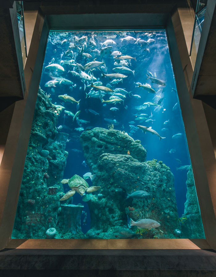 how much do the tanked aquariums cost