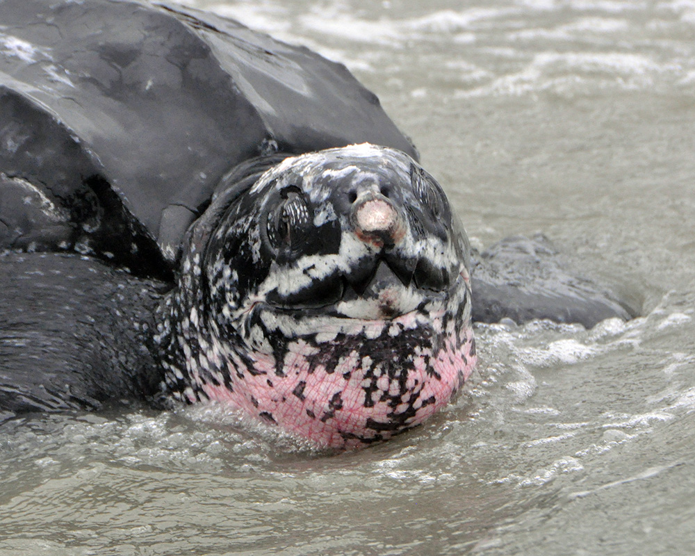 ©South Carolina Aquarium Sea Turtle Rescue Program Leatherback Release March 2015 (19)