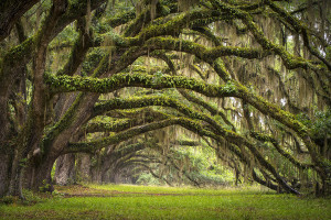 Where to Stay in Charleston