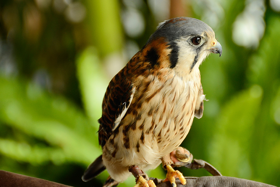 American Kestrel