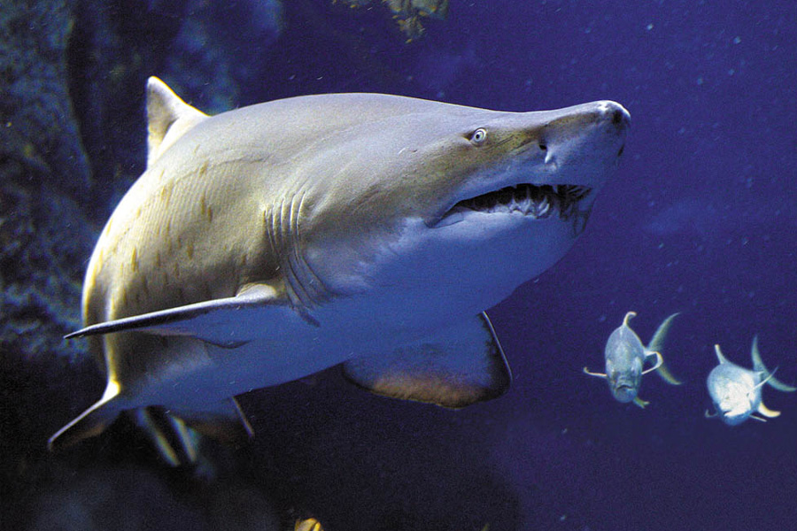 Sand Tiger Shark - South Carolina Aquarium