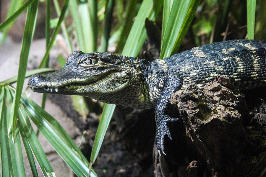 American Alligator | South Carolina Aquarium