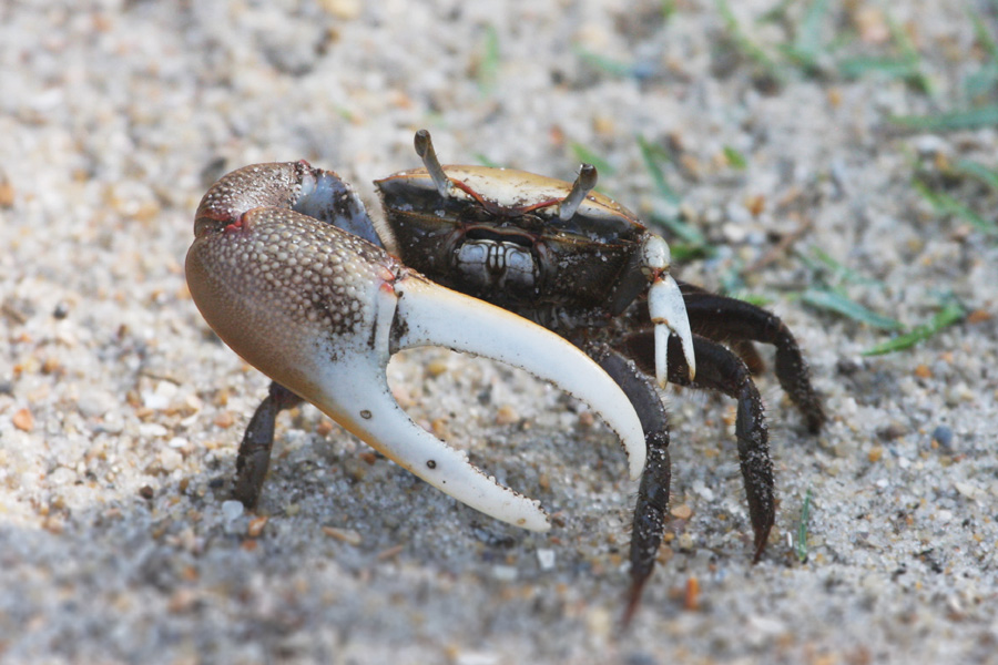 Sand Fiddler Crab  Learn With the South Carolina Aquarium