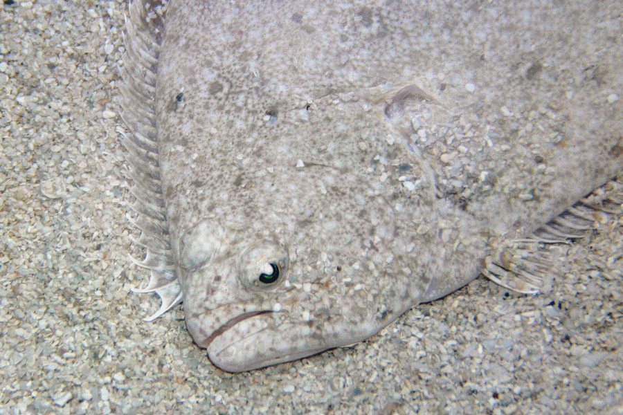 Southern Flounder Learn With the South Carolina Aquarium