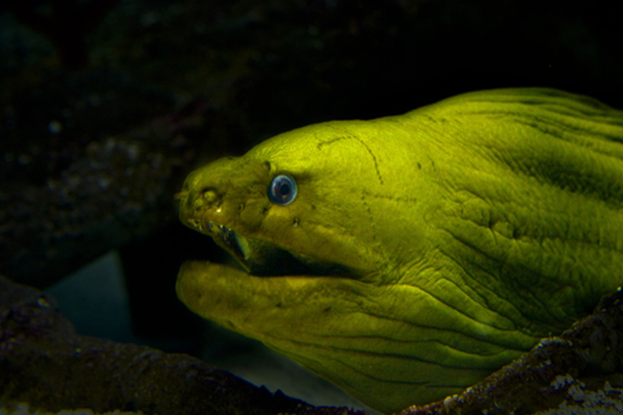 Green Moray Eel South Carolina Aquarium