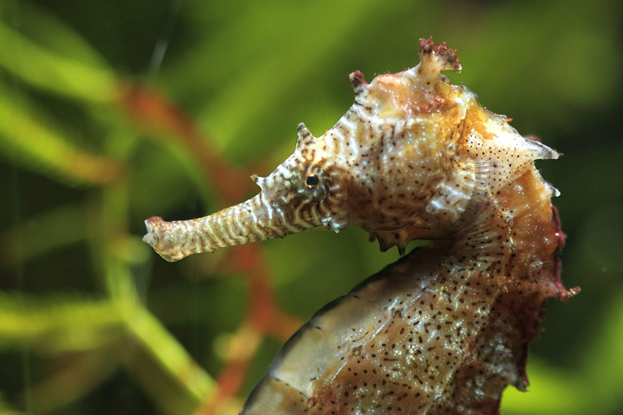 Lined Sea Horse - South Carolina Aquarium