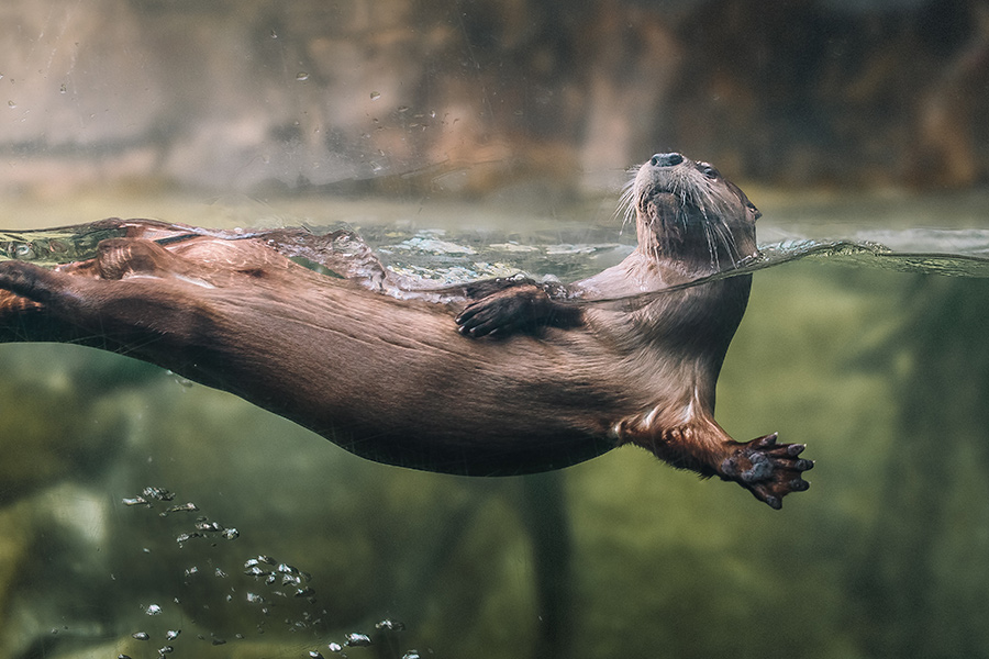 River Otter | South Carolina Aquarium