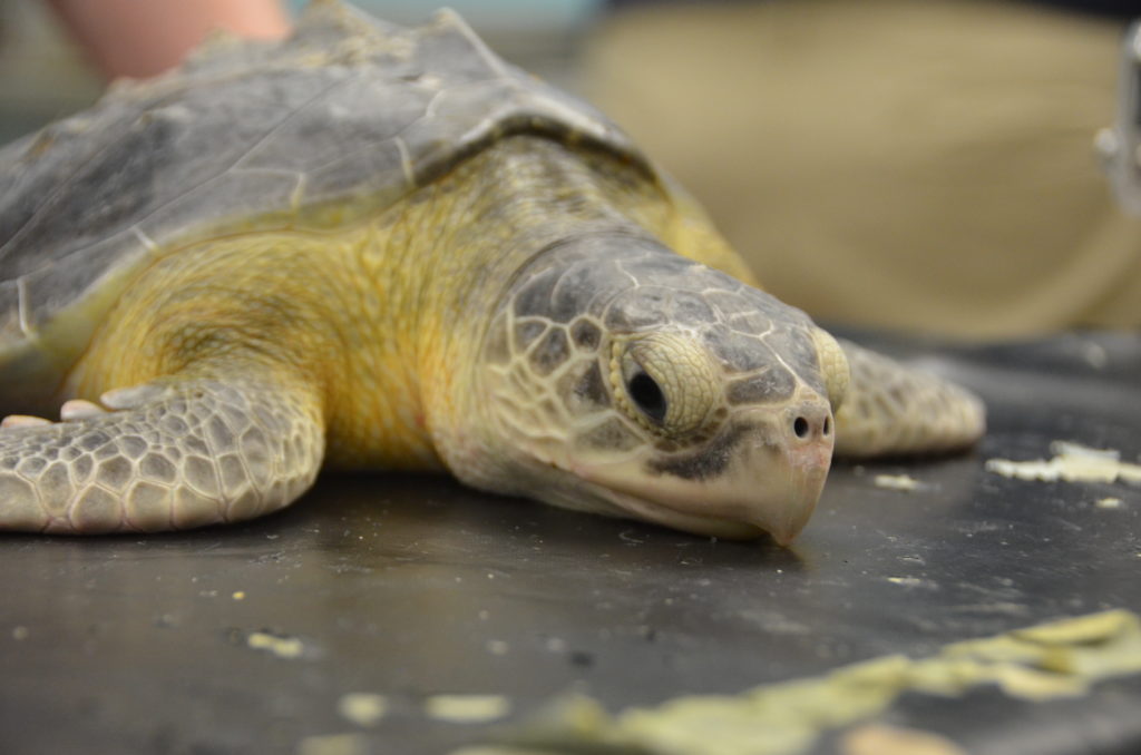 Flounder South Carolina Aquarium