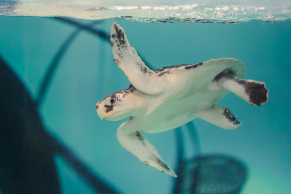 Sea Turtle Recovery - South Carolina Aquarium