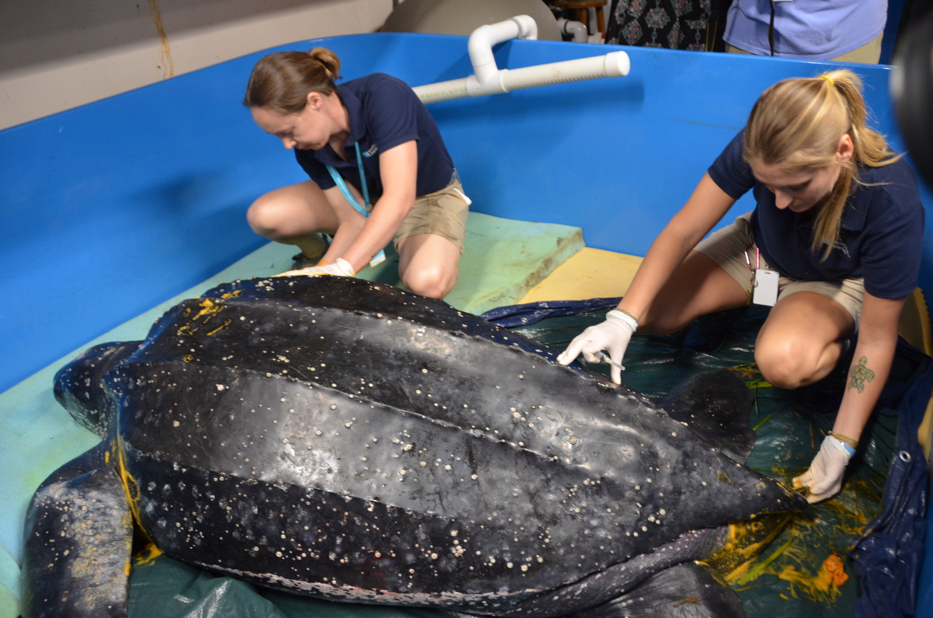 ©South Carolina Aquarium Sea Turtle Rescue Program