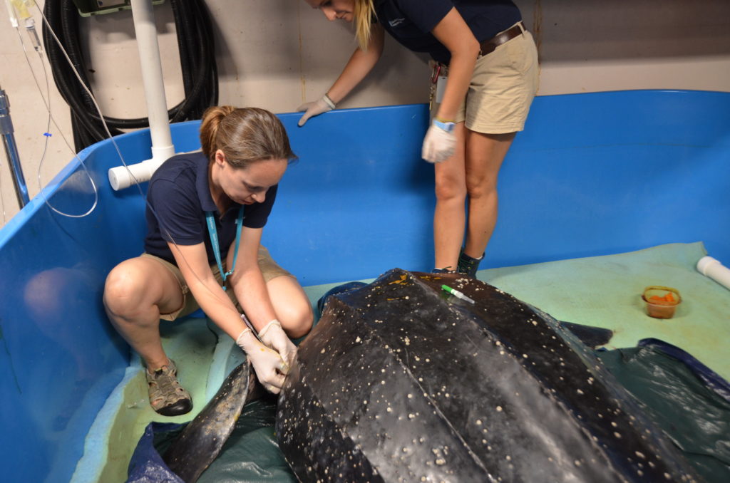 ©South Carolina Aquarium Sea Turtle Rescue Program Leatherback Sea Turtle Admission May 6 2016 Mariner (152)