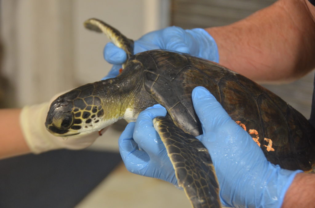 12 Cold Stunned Turtles Arrive at the Aquarium | South Carolina