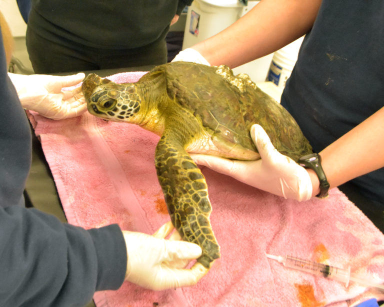 Squirt - South Carolina Aquarium