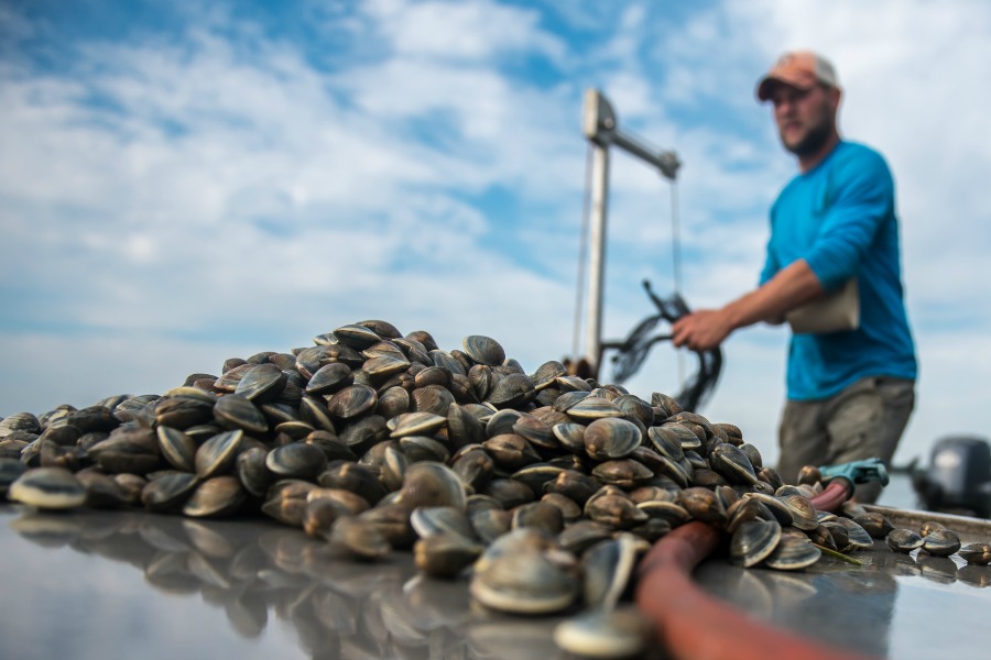 Káº¿t quáº£ hÃ¬nh áº£nh cho catch shellfish