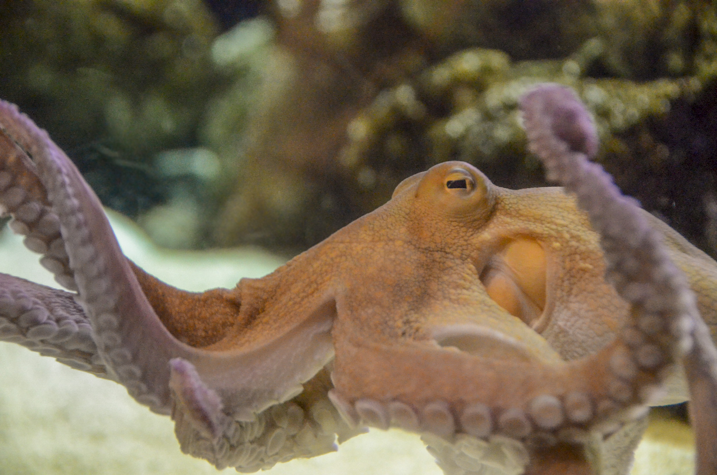 octopus | South Carolina Aquarium