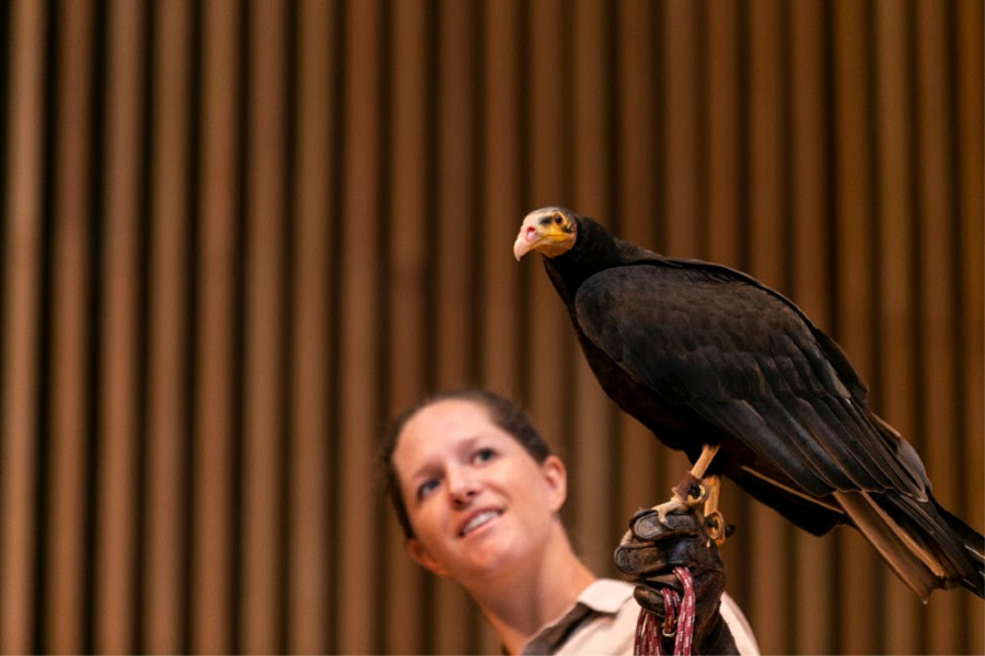 18x18 Carrion Scavenger Bird Whisperer-Scavenging Bird Lover Vulture Throw Pillow Multicolor Birds Of Prey FRESAN
