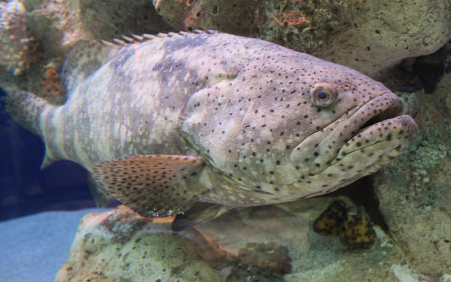 Not All Grouper Species are a "Good Catch" - South Carolina Aquarium
