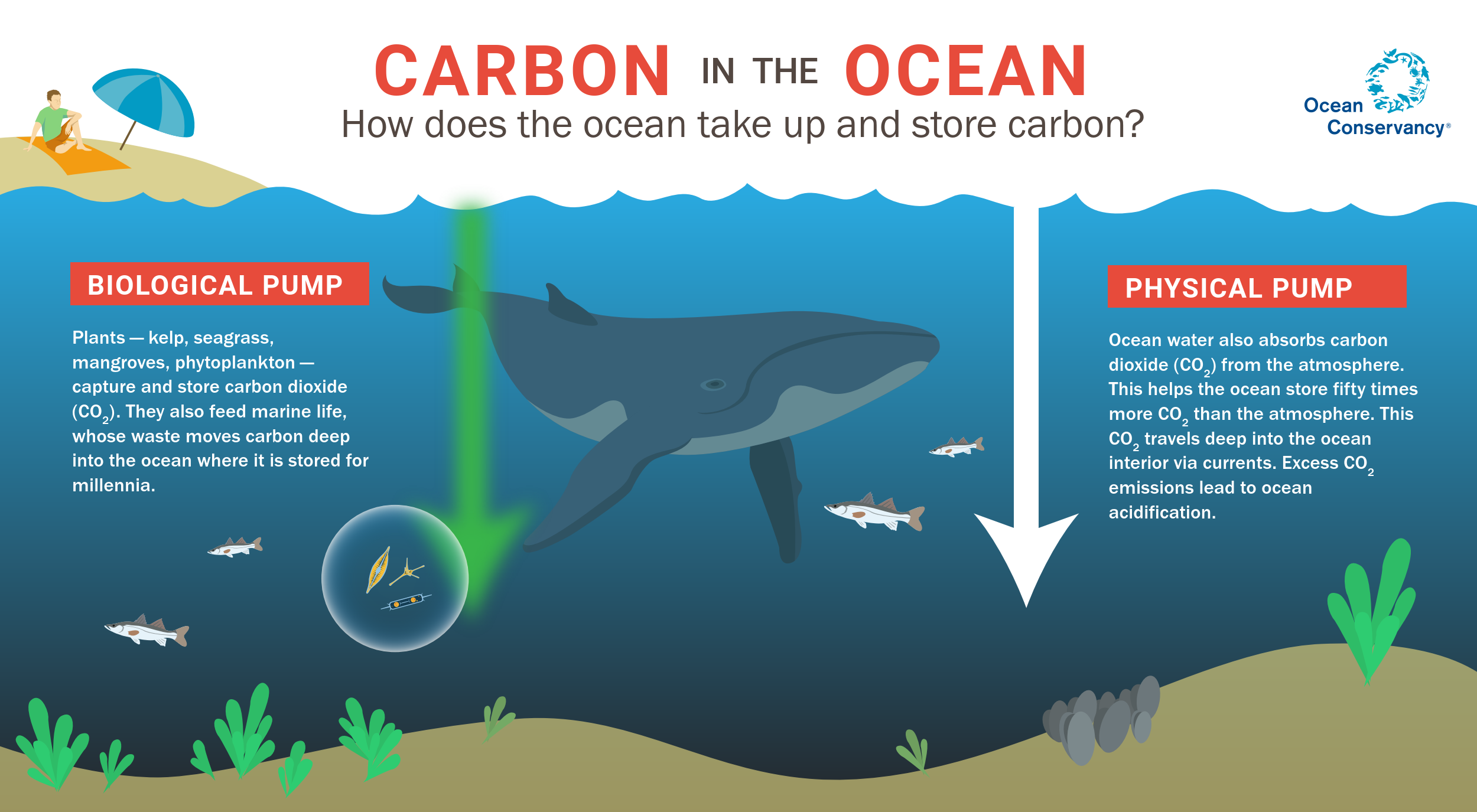 role-of-carbon-sequestration-and-its-pros-and-cons-you-never-knew