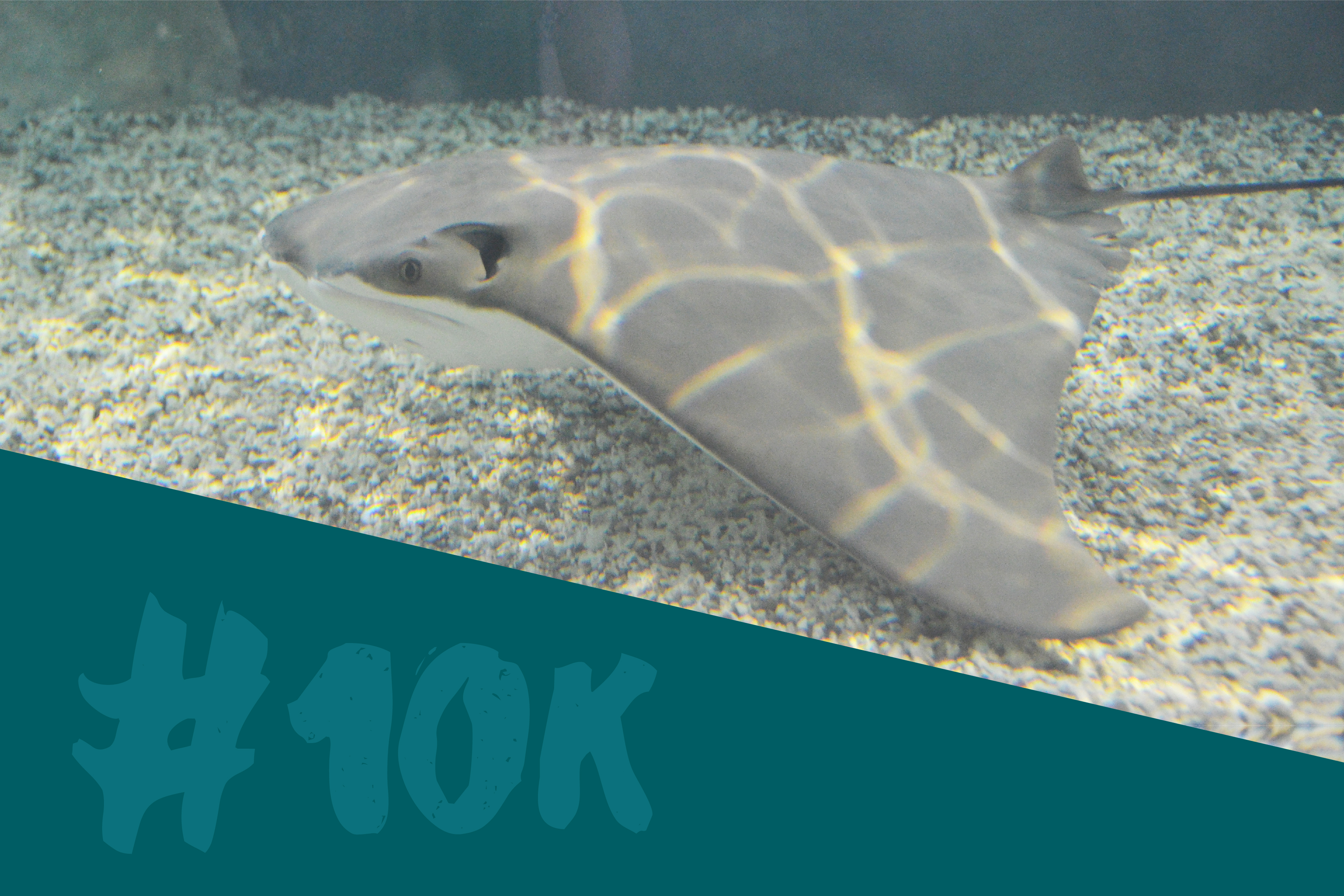 Cownose Ray