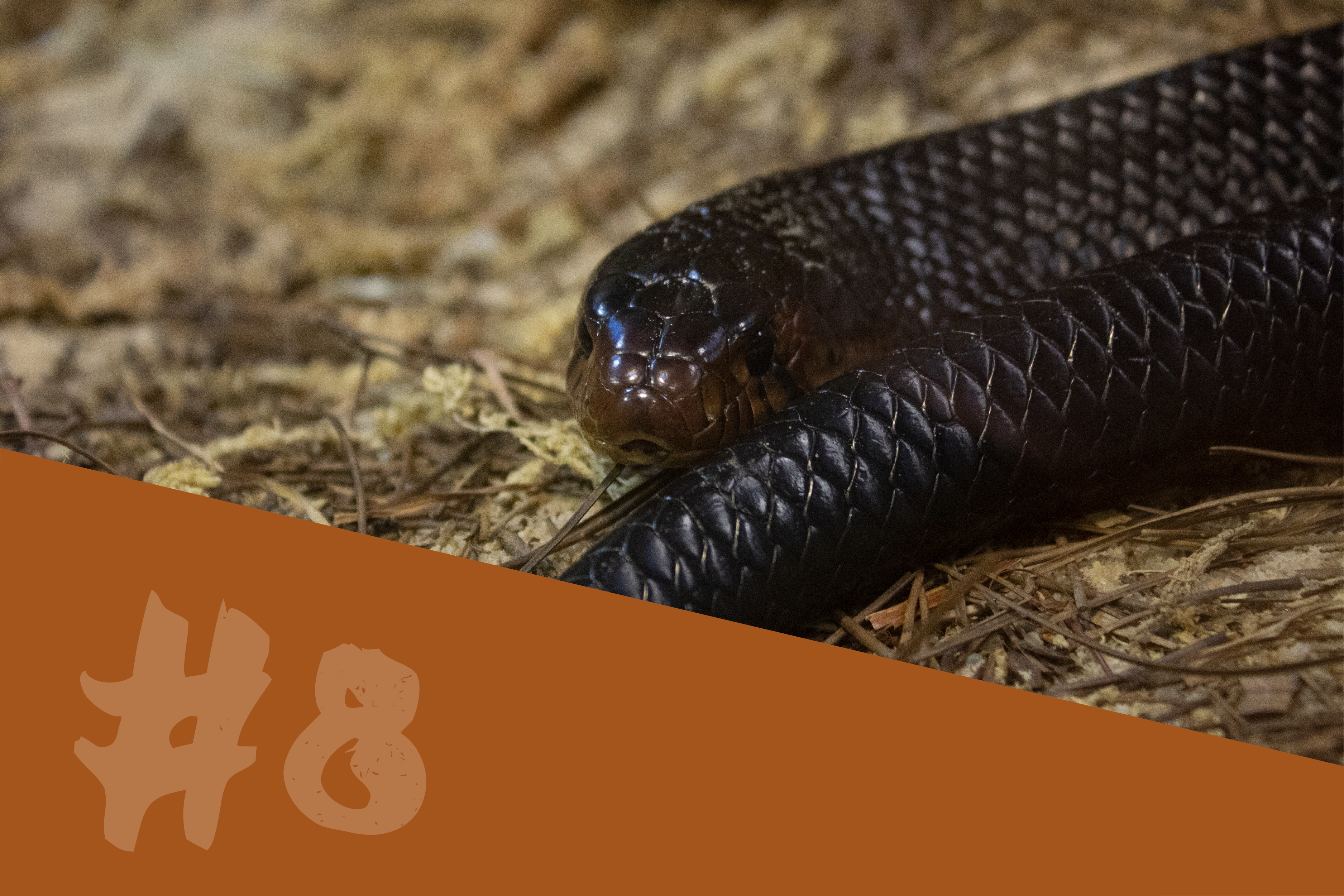 Eastern Indigo Snake