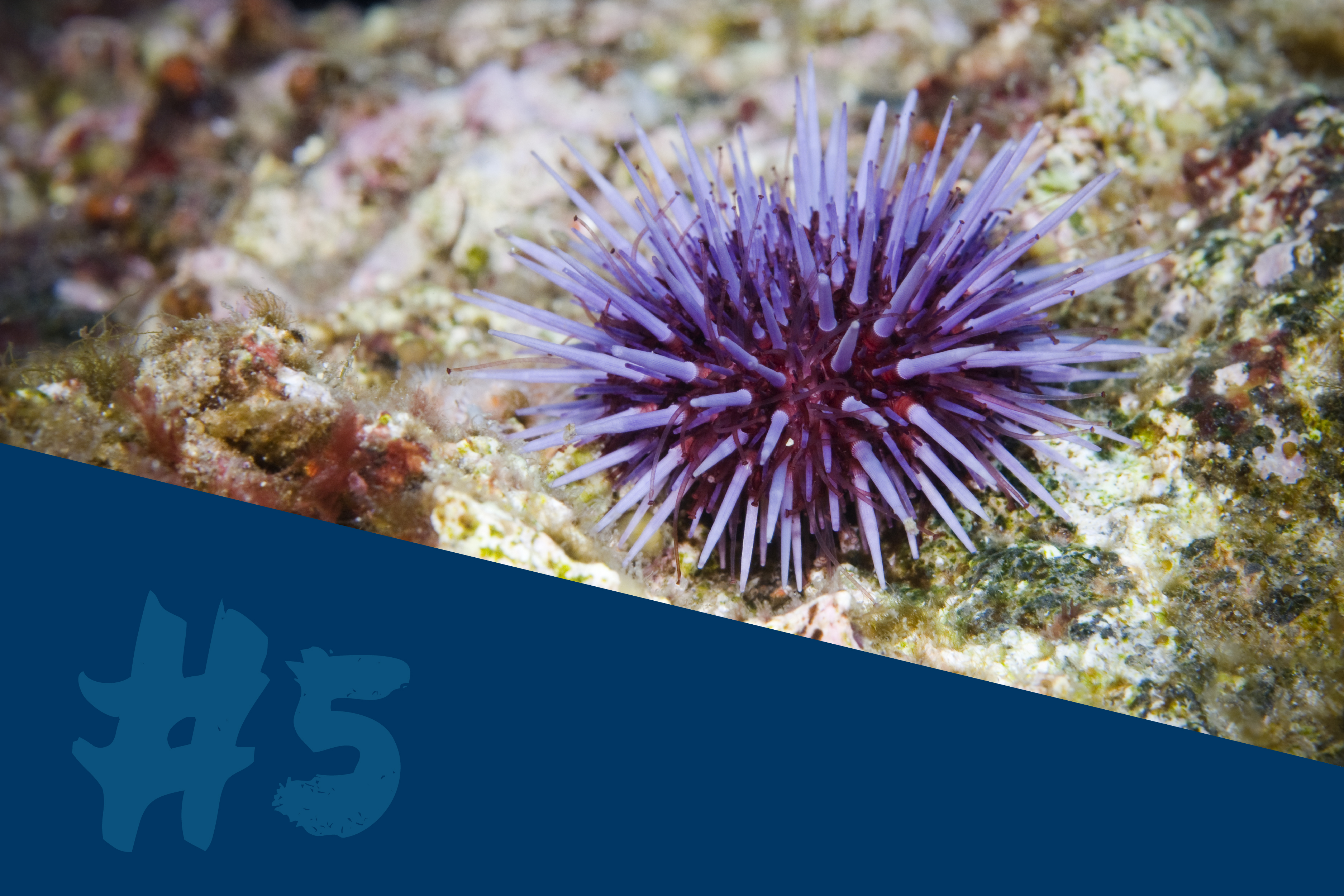 Purple Sea Urchin