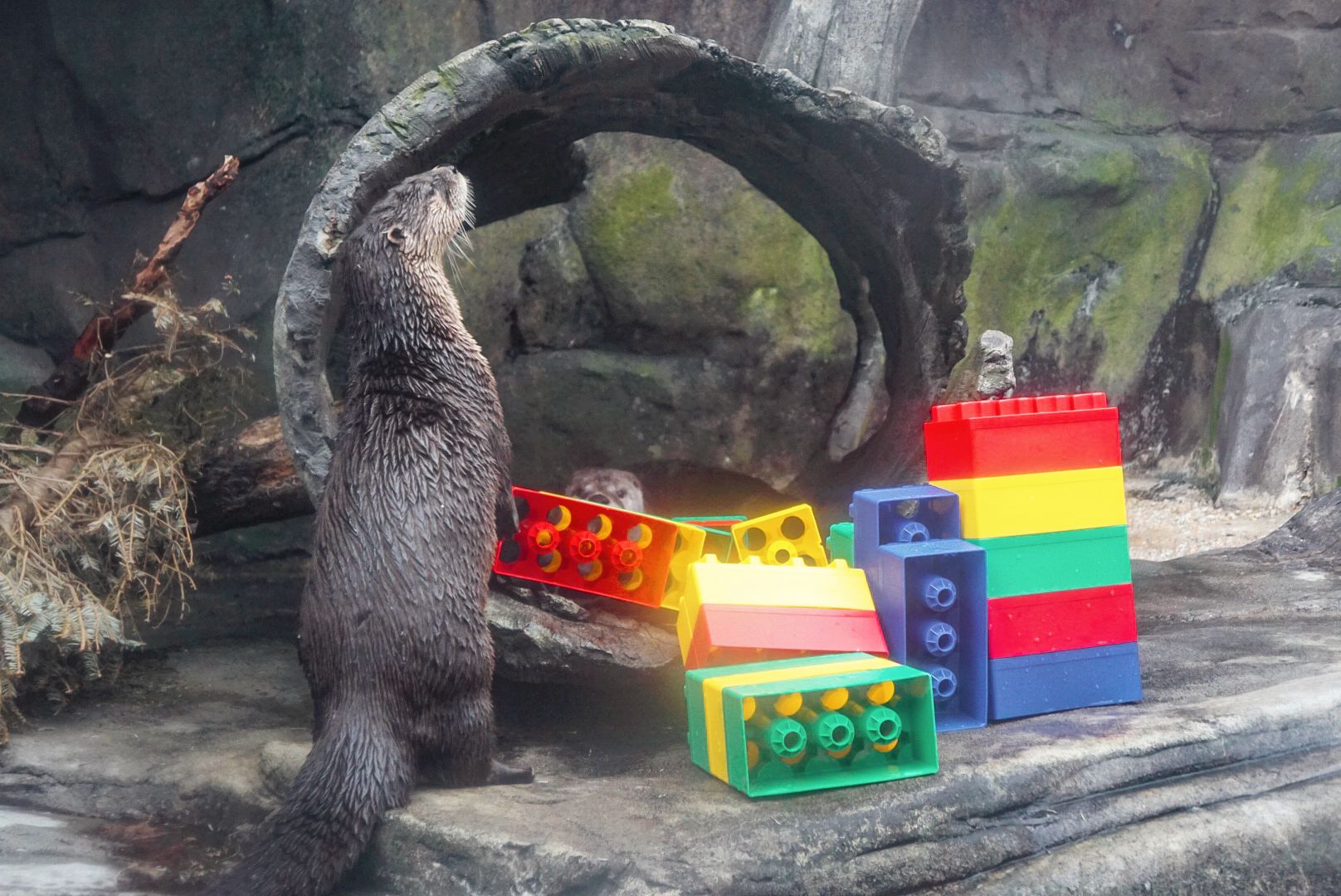 Otter Bricks Enrichment