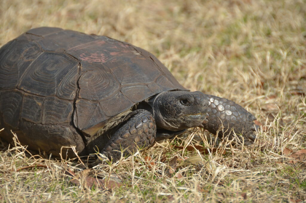 ©South Carolina Aquarium Gopher Tortoise Sunning (6) | South Carolina ...