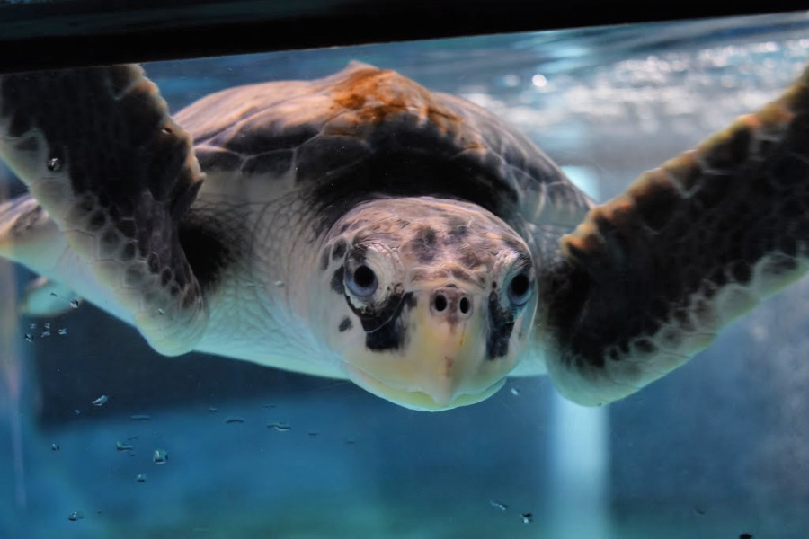 Critter Calls - South Carolina Aquarium