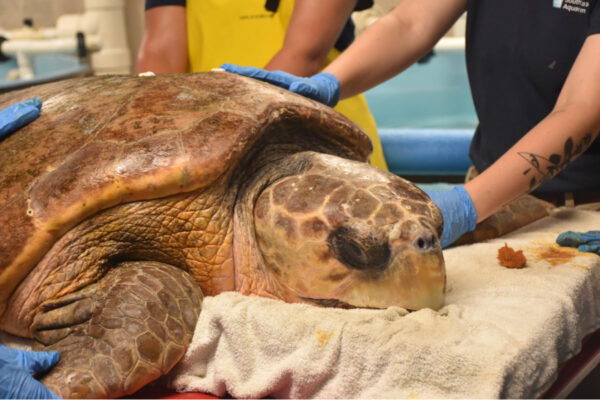 sea turtle | South Carolina Aquarium