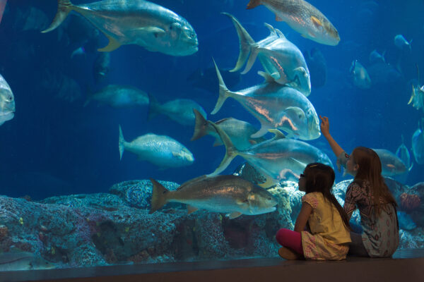 Join Today Membership To The South Carolina Aquarium   IWBP 040311 052 600x400 