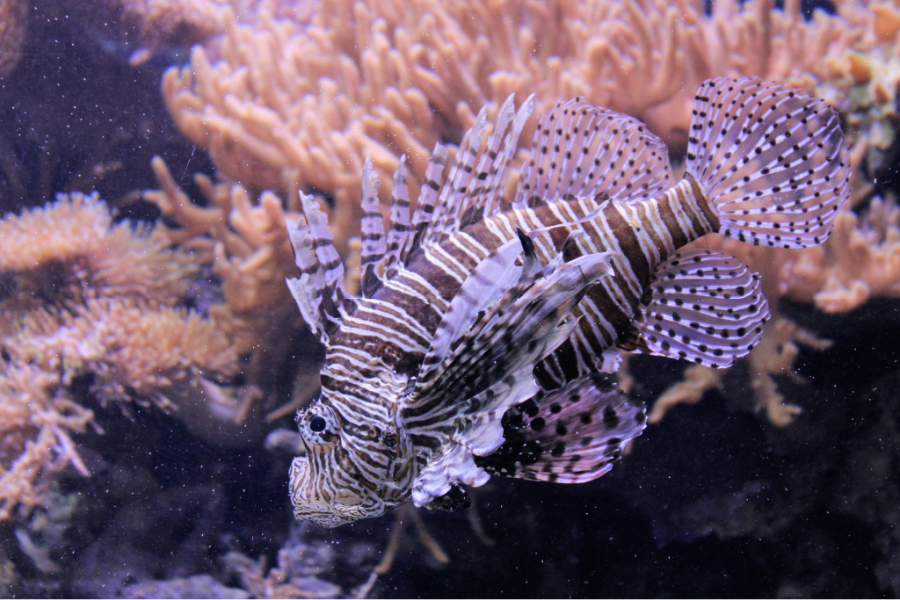 Lion Fish, Not a tiger fish, as originally thought! Thanks,…