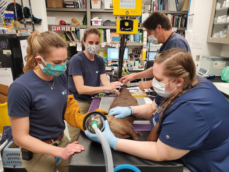 four South Carolina Aquarium vet staff examine a river otter in the medical lab
