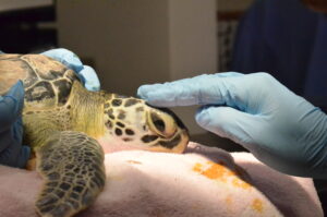 Sea Turtle Care Center exam