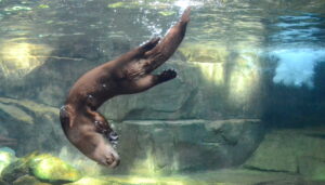 river otter swims playfully at the South Carolina Aquarium