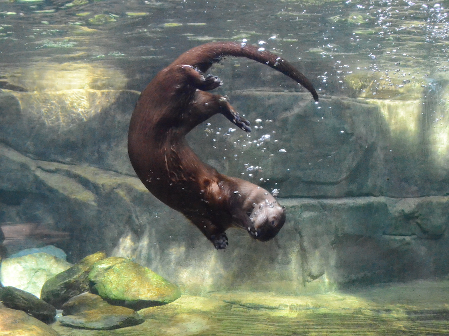 a river otter swims in the mountain forest habitat at South Carolina Aquarium