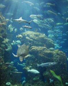 sea turtle, shark and fish in great ocean tank at South Carolina Aquarium