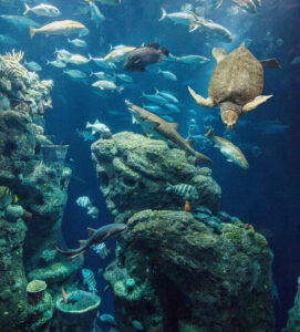 sea turtle, shark and fish in great ocean tank at South Carolina Aquarium