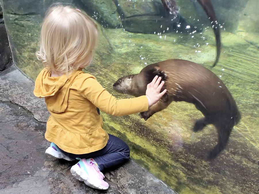 a young girl in a yellow jacket views a river otter underwater through glass