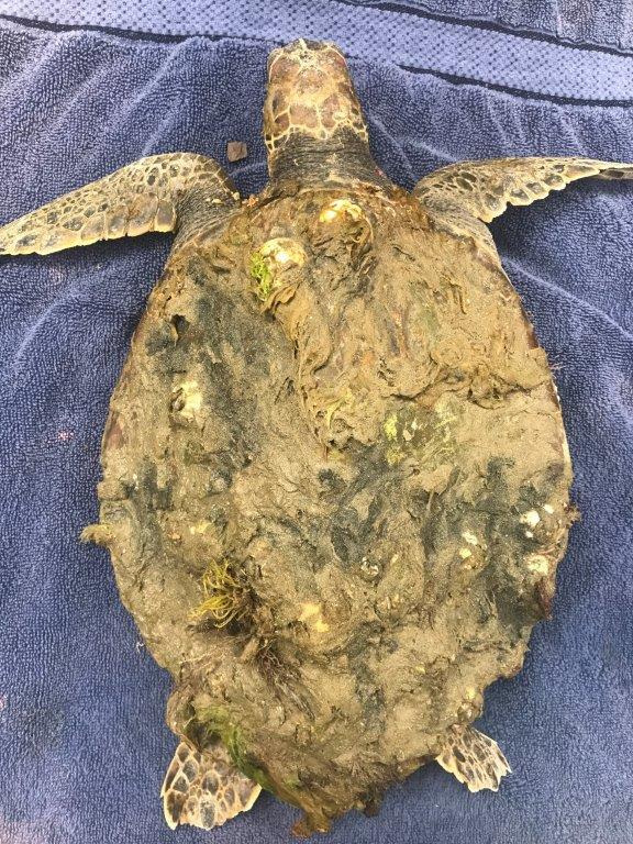 Amber, a green sea turtle, is visibly ill, her shell covered in algae and barnacles.