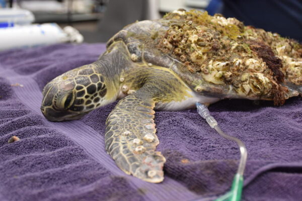 Sea Turtle Rescue Program Archives South Carolina Aquarium