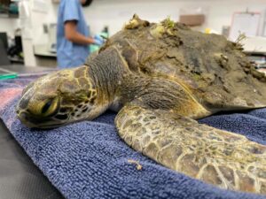 Amber, visibly ill green sea turtle, is admitted to the Sea Turtle Care Center.