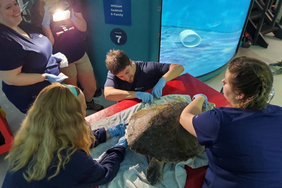 veterinarian Dr. Shane Boylan and four members of the Sea Turtle Care Center team tend to a sea turtle patient during an exam within Zucker Family Sea Turtle Recovery