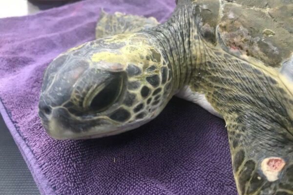 Visibly ill juvenile green sea turtle with a wound on the left, front flipper rests on a purple towel