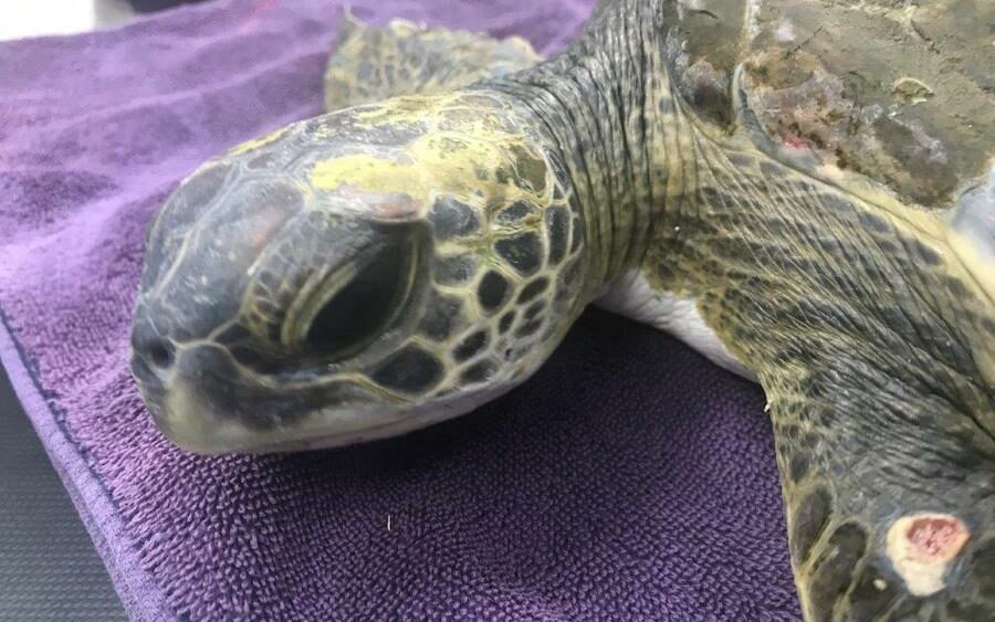 Visibly ill juvenile green sea turtle with a wound on the left, front flipper rests on a purple towel