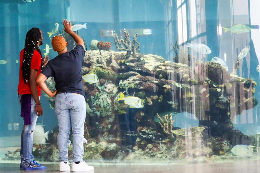 two people stand in front of the Carolina Seas exhibit looking at the fish and wildlife inside the tank