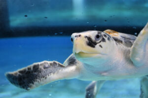 A young Kemp's ridley sea turtle gazes out of his tank window
