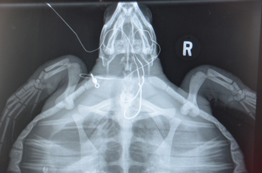 A radiograph of a young Kemp's ridley with two hooks in its throat