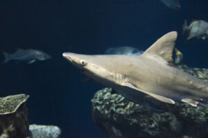 A shark swims in the Great Ocean Tank at the South Carolina Aquarium