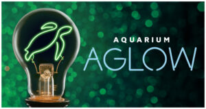Aquarium Aglow 2021 light bulb with a neon green turtle shaped filament