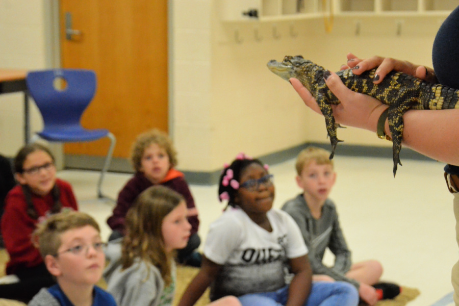 An American alligator is shown to a classroom of students